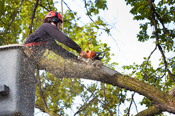 Dead Tree Removal in North Star, DE